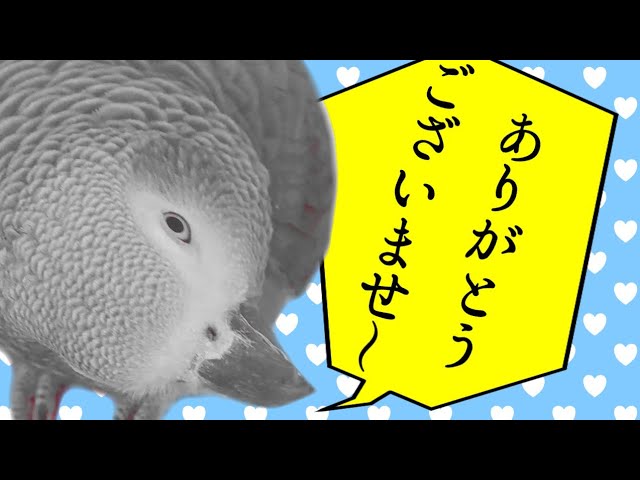 思わず「ありがとうございませ～」と言ってみたくなる動画【喋る鳥