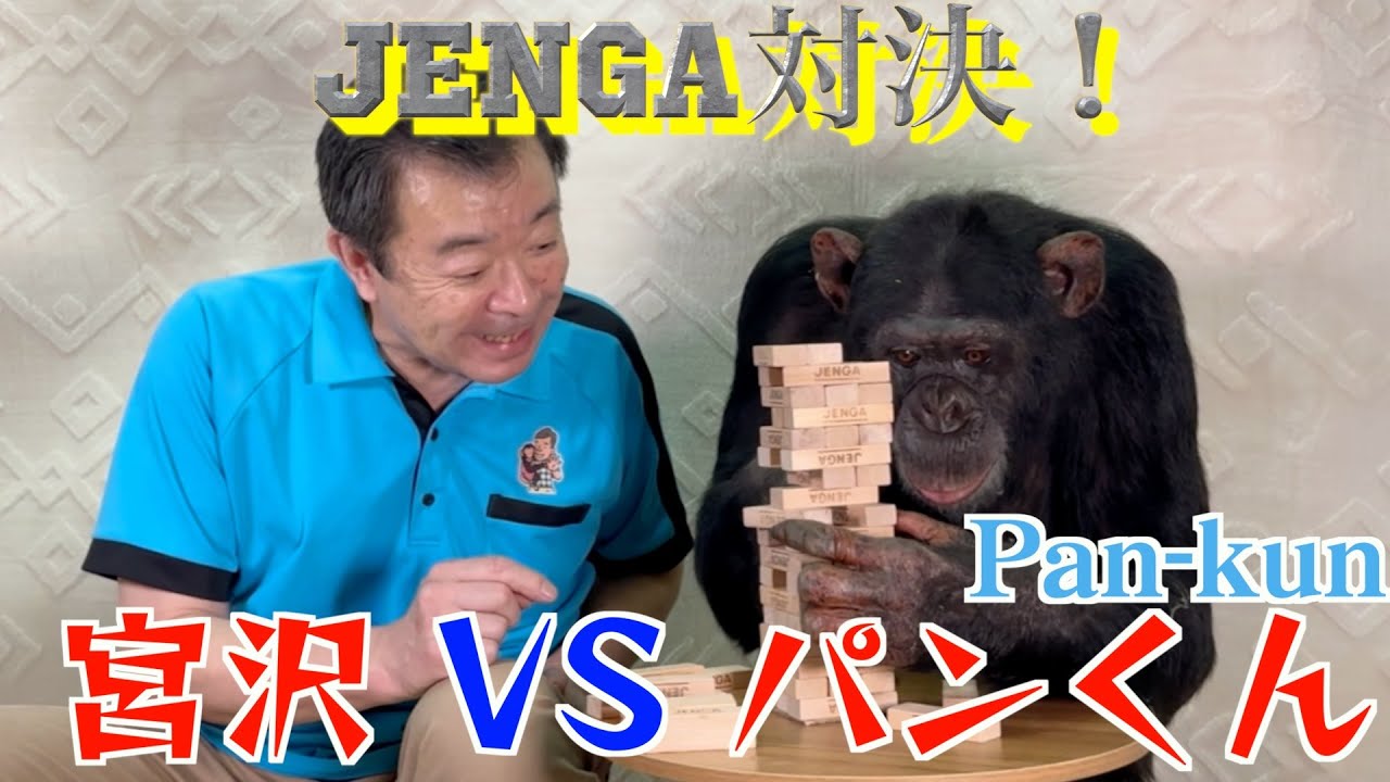 Jenga Showdown!! ️] Geniuses! Chimpanzee Pan-kun vs. Miyazawa-san