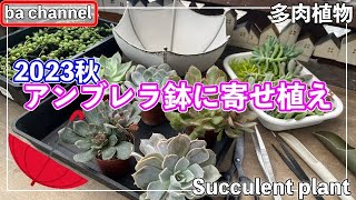 454 {Succulents} ☂️Planted in an umbrella pot [Hanging pot