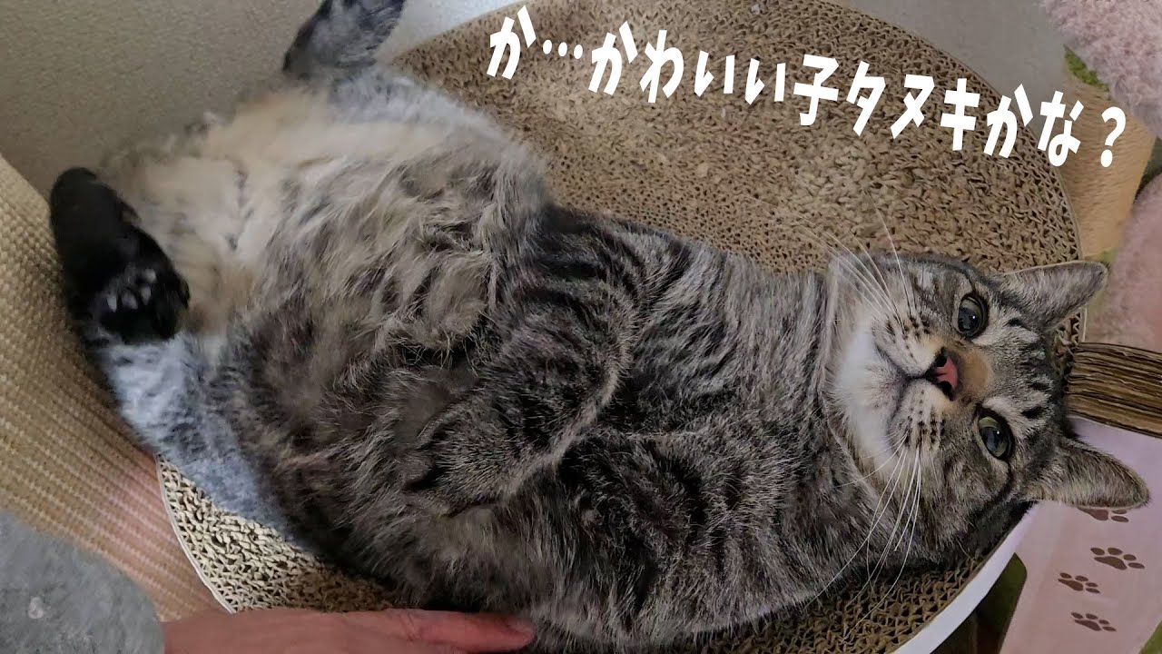 This is a raccoon cat [4 cats living 1452s] - YouTube