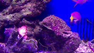 世界のとれたて海水魚(通信販売)の日海-web.com<日海センター