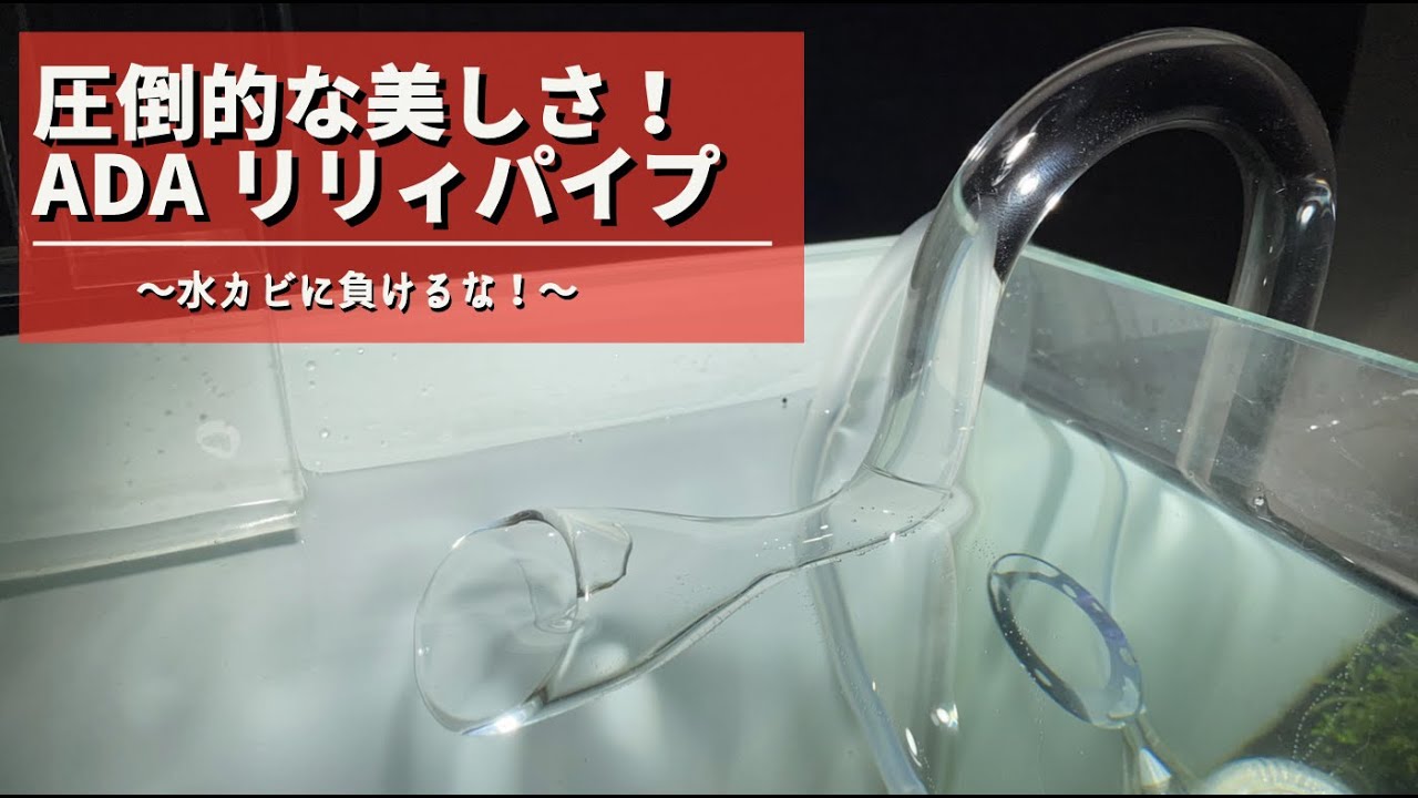 アクアリウム】圧倒的透明度と曲線美！！ ADA リリィパイプ - YouTube