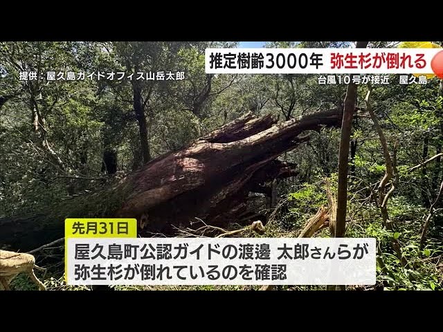 推定樹齢3000年の「弥生杉」倒れる 台風10号が影響か 鹿児島