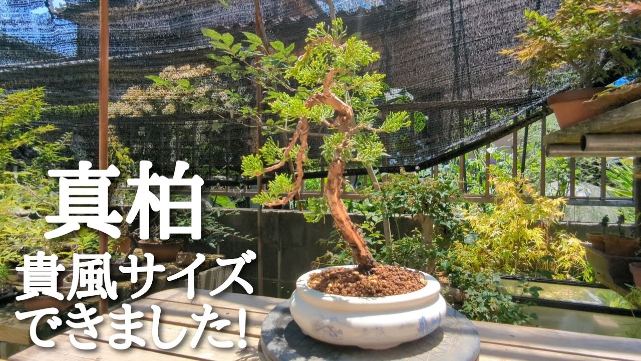 真柏貴風サイズできました! - YouTube