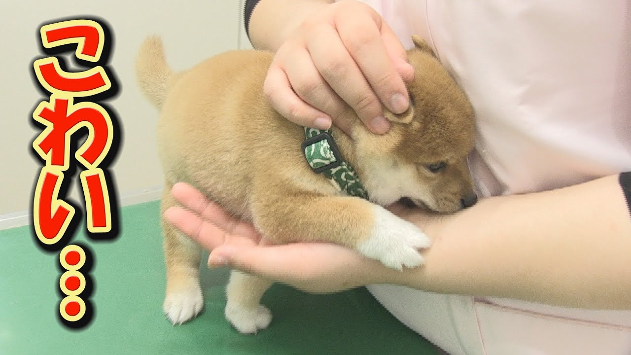 第五人格 色紙 曲芸 福山潤 マイクモートン 第五人格 色紙 曲芸 福山潤