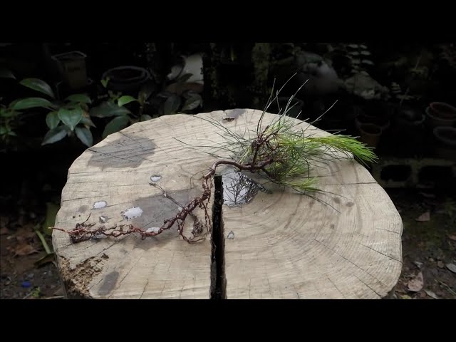 Bonsai diary】 5月下旬の山採り（赤松） ♯247 - YouTube