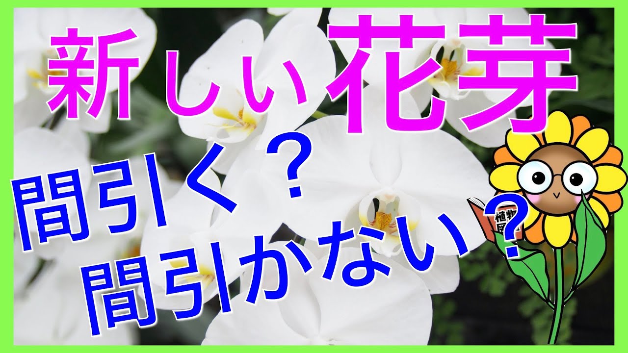 胡蝶蘭】花芽が複数出てきたら間引く？間引かない？【芽かきについて
