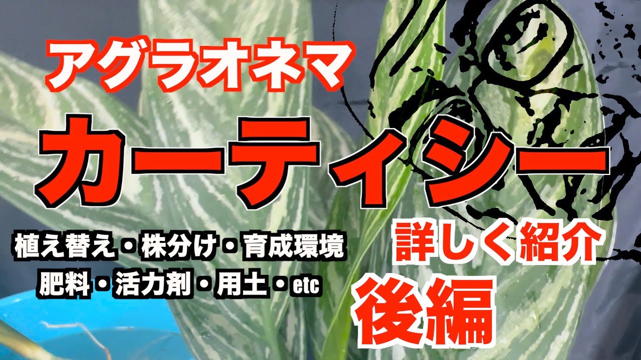 アグラオネマ】カーティシー栽培詳しく紹介後編 - YouTube