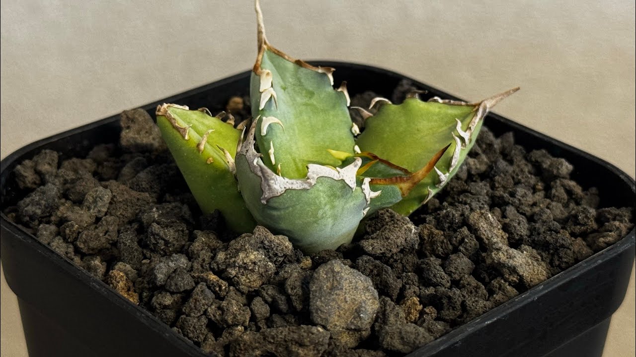 20260209 アガベ・チタノタ 阿修羅(芽)-019｜Agave titanota ashura