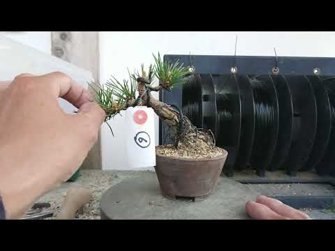 千寿丸と千寿姫 - YouTube