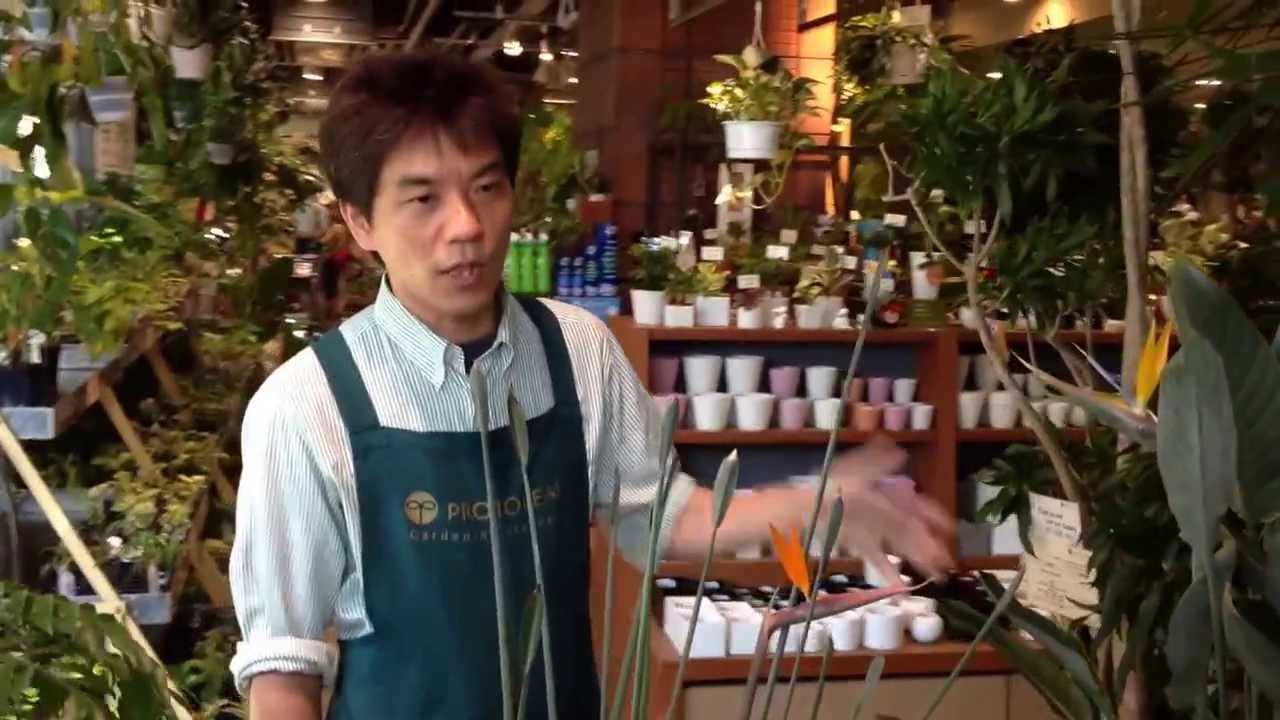 ストレリチアの育て方・日常管理（ストレリチアの開花） - YouTube