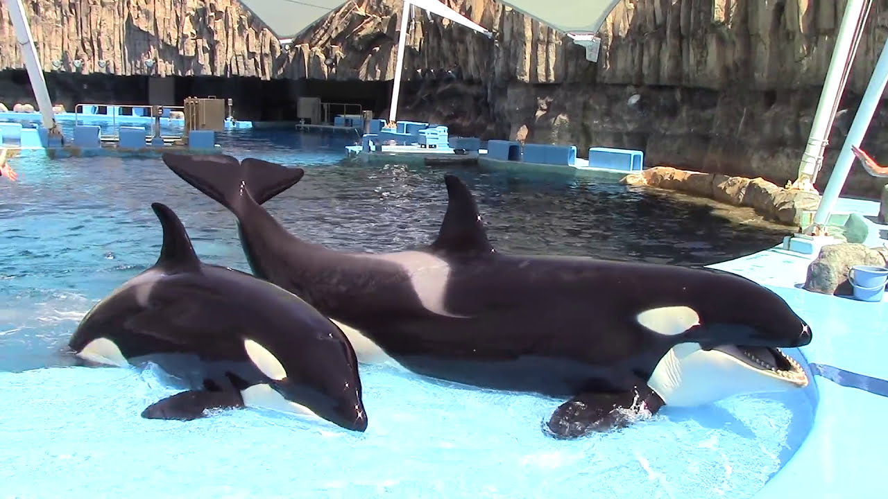 Killer Whale Training Session at Port of Nagoya Aquarium 9/12/15