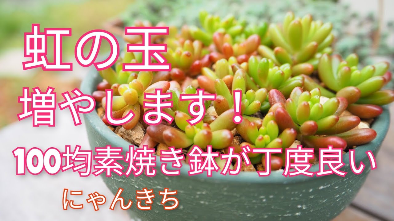 多肉植物]虹の玉をカットして増やします😊 - YouTube