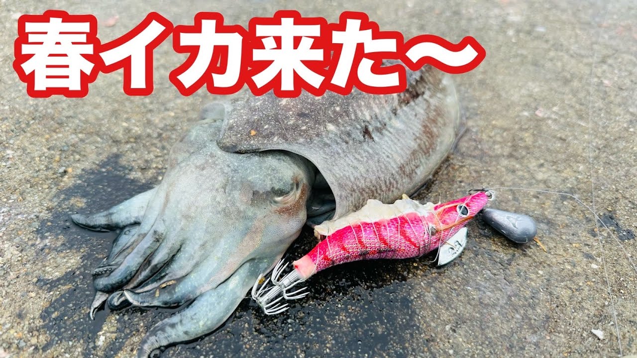 残り2組早い者勝ち ヨーヅリ 秋イカ 新子イカ エギ 3.0号 20本