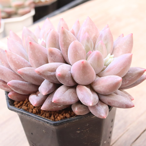 エンジェルフィンガー】の紹介ページ｜E-TANIKU（イータニク）