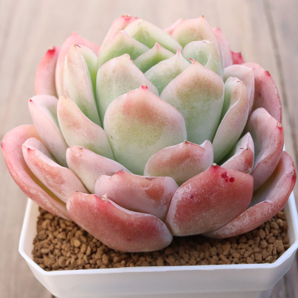 ラズベリーアイス】の紹介ページ｜ E-TANIKU（イータニク）