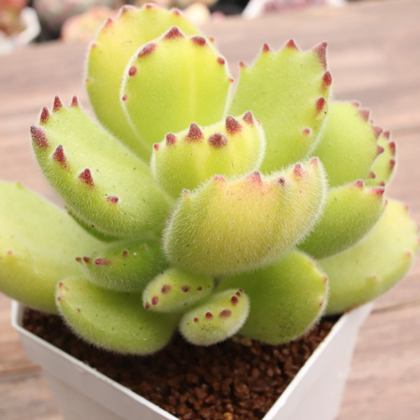 黄斑の熊童子が可愛い！ | E-TANIKU（イータニク）