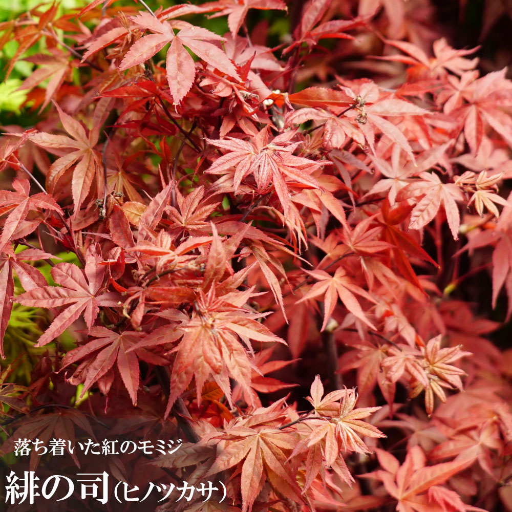 緋の司 カエデ・もみじ オオモミジ系の特徴と育て方 | 苗木部の部室