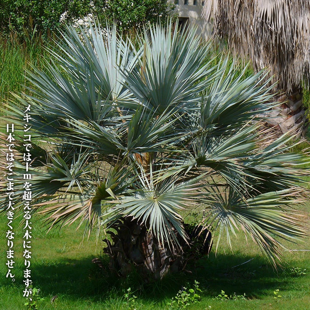 アルマータ ブラヘア の特徴と育て方 yukis_0011 | 苗木部の部室