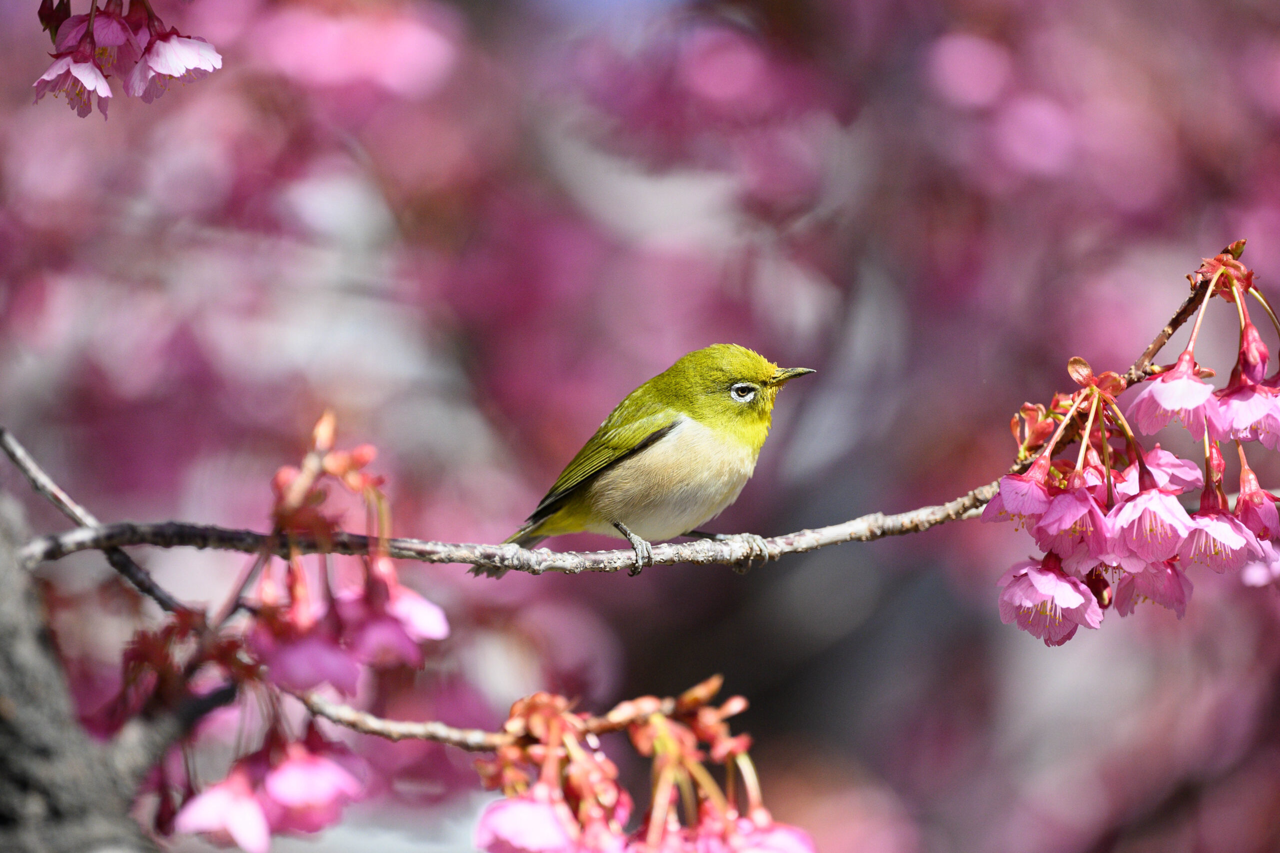 DSC4481-scaled.jpg?fit=1200,