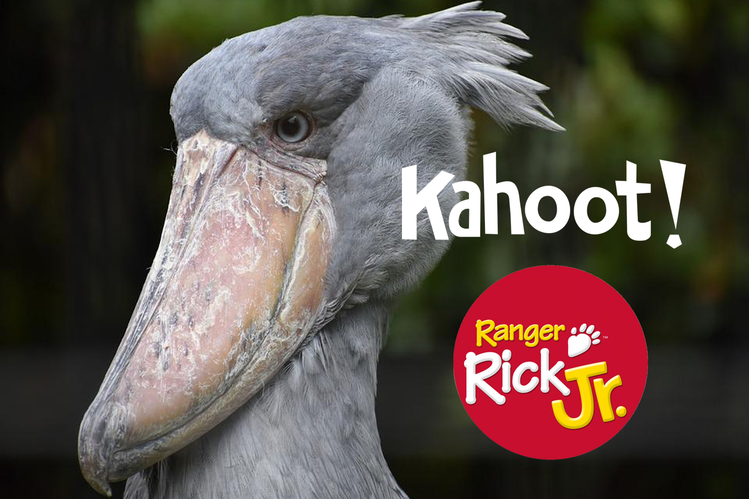 It's a . . . Super Duper Shoebill - NWF | Ranger Rick