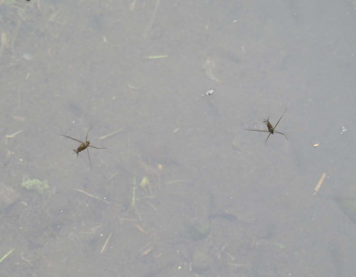 詳細検索：環境省