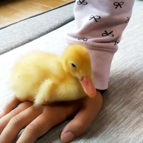 産まれて10日でルーティーンができました】持て余した手の上でくつろぎ