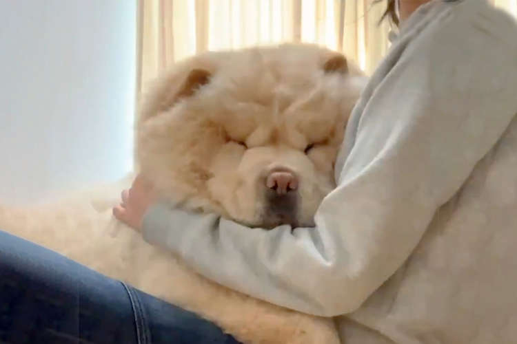 極上のもふもふ】まるで大きなぬいぐるみ♡ 甘えん坊なチャウチャウ