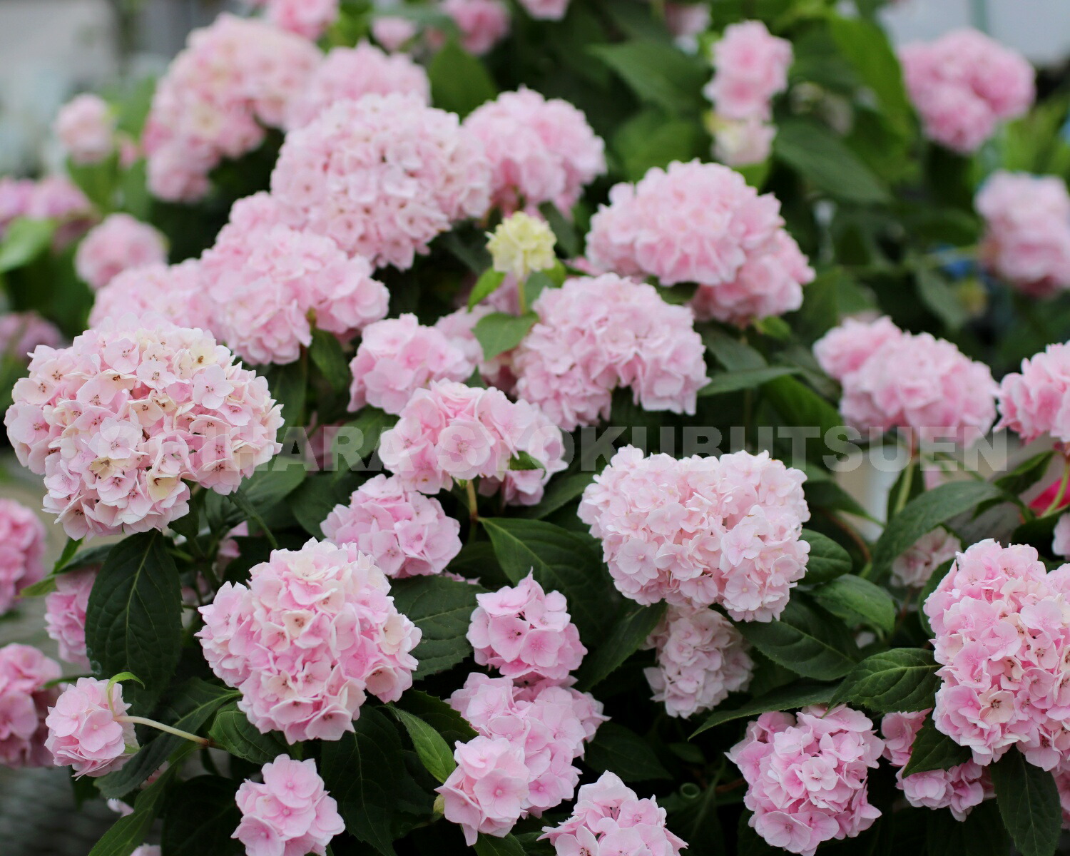 楽天市場】ヤマアジサイ 伊予獅子手毬 : おぎはら植物園