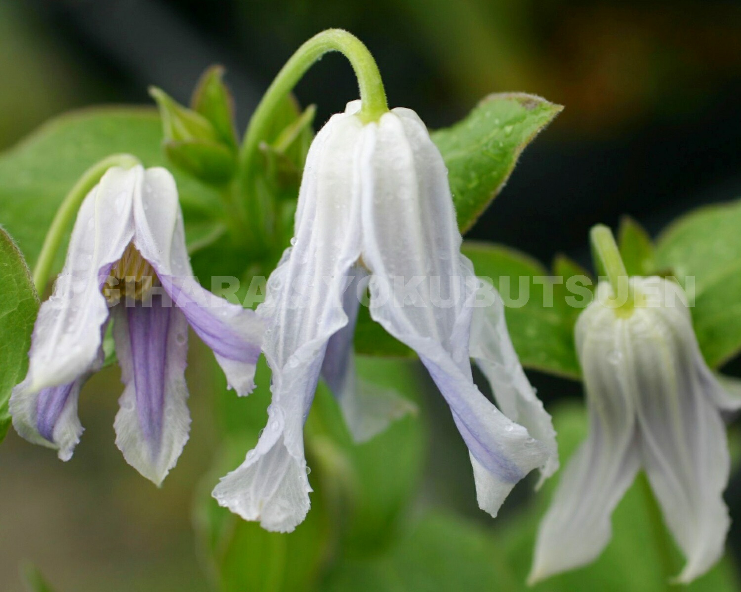 楽天市場】クレマチス インテグリフォリア '白麗'（ハクレイ） 1年苗