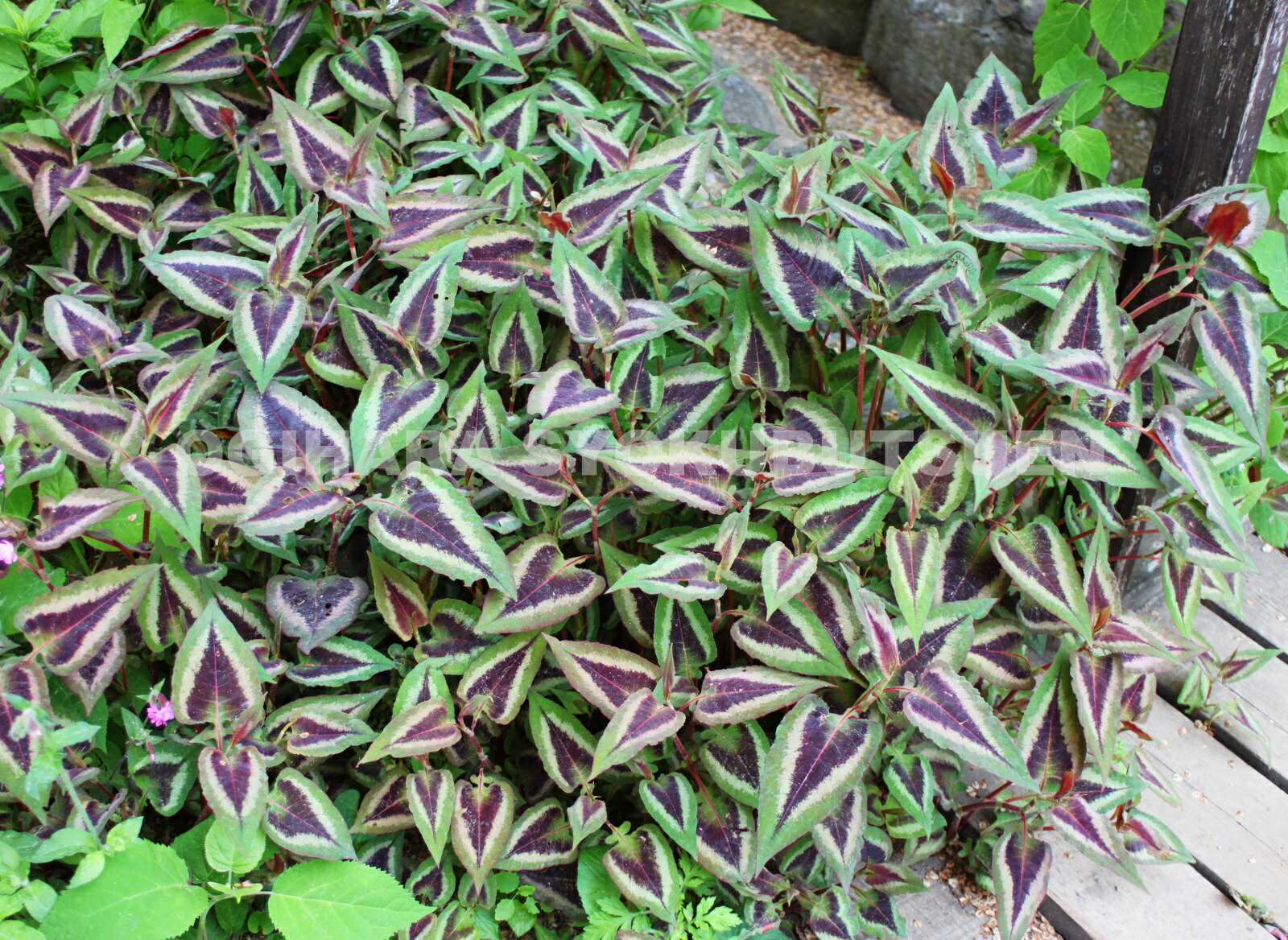 楽天市場】ペルシカリア 'レッド ドラゴン' : おぎはら植物園