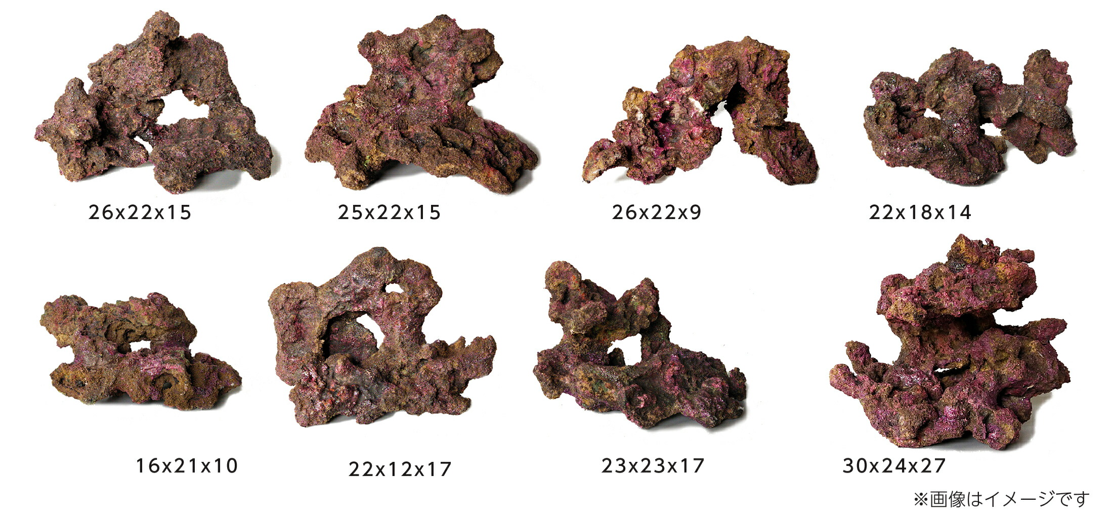 楽天市場】バクテリアがつけばもう ライブロック！ORCA OCEAN ROCK