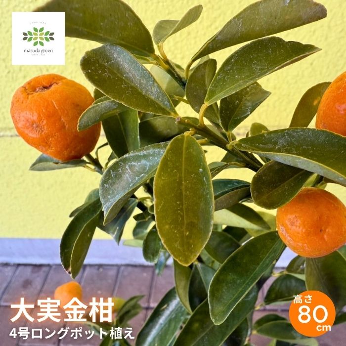 キンカン苗木 大実金柑 4号 ロングポット
