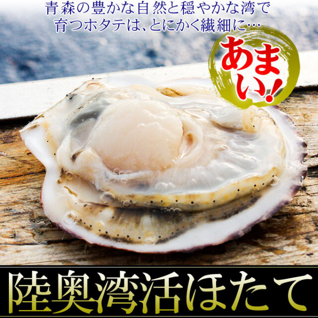 ほたて 活貝 送料無料 青森陸奥湾 【耳吊り ホタテ 7kg前後 49-70枚