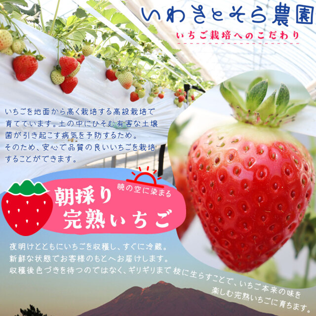 朝採り 完熟 いちご 【青森県産いちご 立夏JUICY 240g以上×2パック