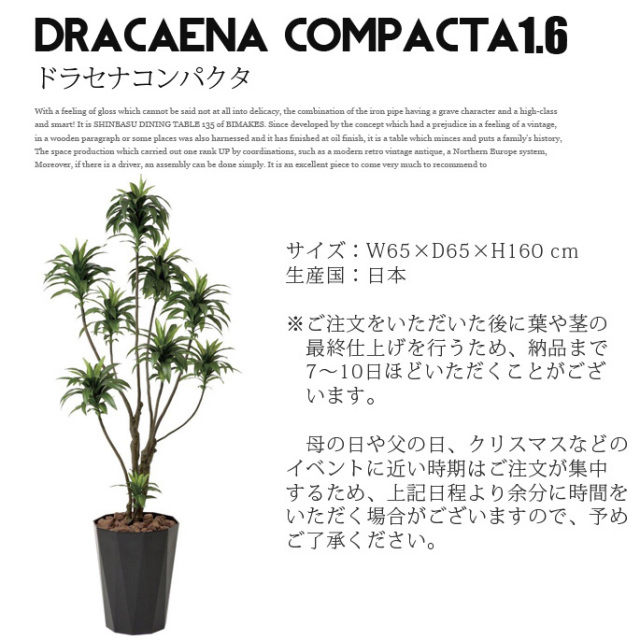 ドラセナコンパクタ 1．6 光触媒 イミテーショングリーン デザイナーズ
