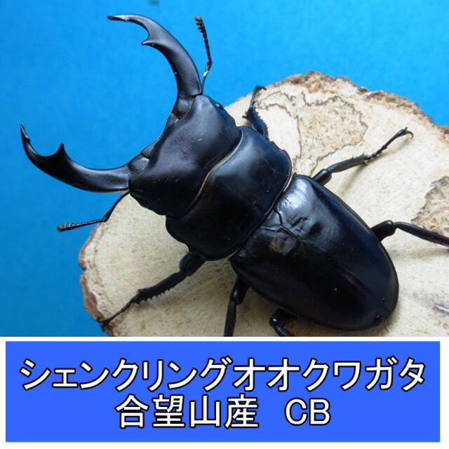 シェンクリングオオクワガタ 初2令幼虫 単品 800cc菌糸ボトル付き