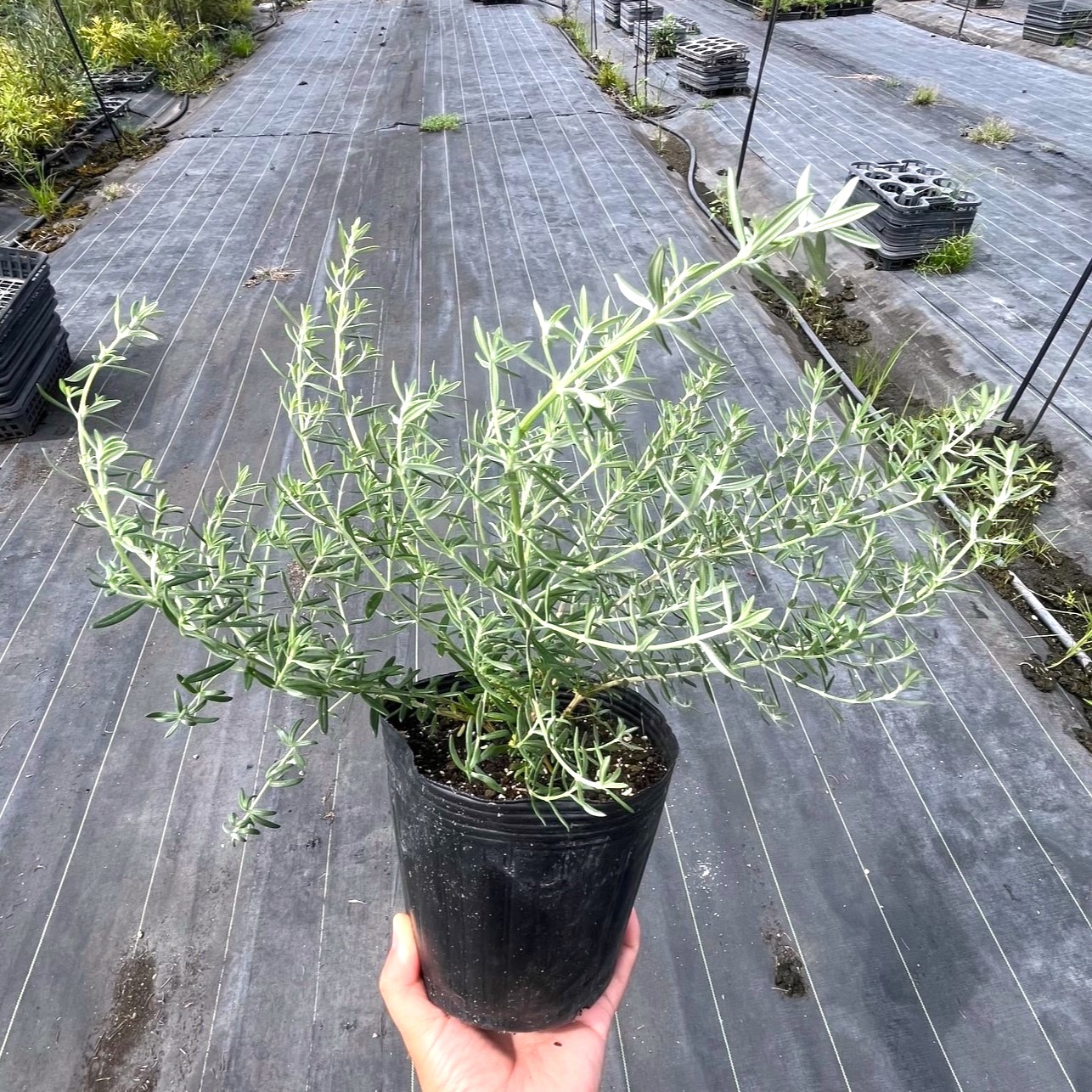 ウエストリンギア （オーストラリアン ローズマリー） 15cmポット入