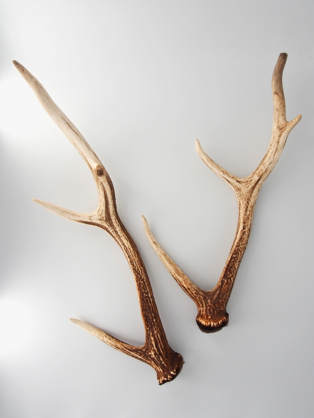 鹿の角 端材 チップ エゾシカ 蝦夷鹿 20kg 【公式通販】