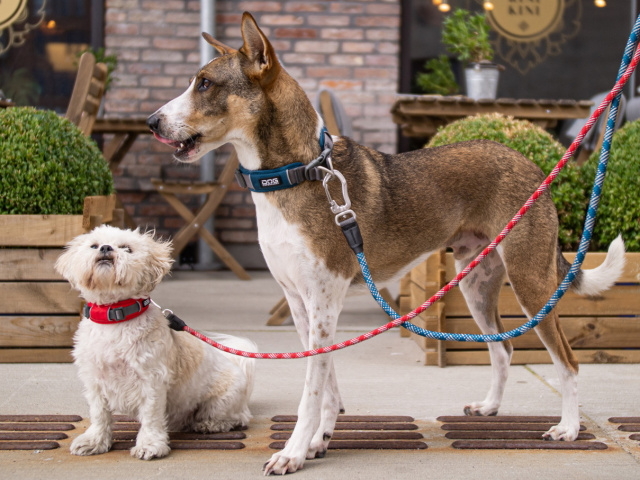 やわらかいパッド構造が首にやさしいデンマーク製犬用首輪（ドッグ