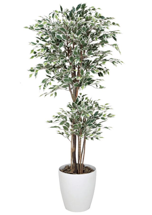 光触媒 光の楽園 トロピカルベンジャミン斑入リ 1.8m【インテリア