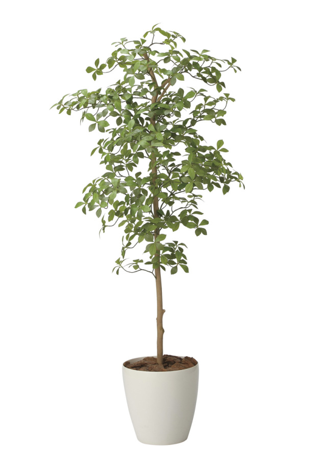 光触媒 光の楽園 インテリアフレッシュアセビ1.5m【インテリア