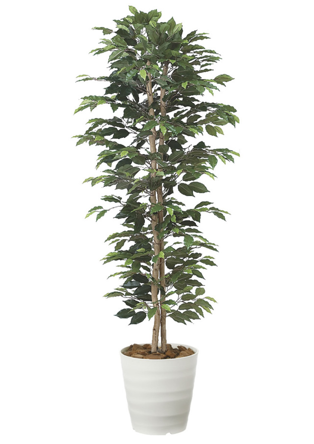 光触媒 光の楽園 ウッドボックスベンジャミン1.8m【インテリア