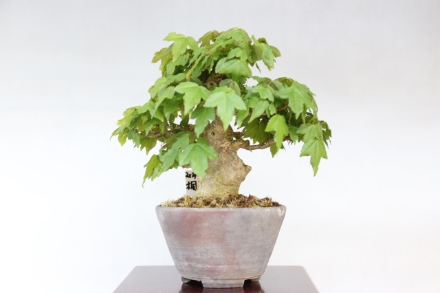 唐楓 A1659☆葉物 カエデ 小品盆栽☆「送料無料」浦部陽向園