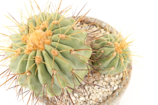 ハセルトニアナ 実生 A2971☆コピアポア サボテン☆「送料無料」浦部陽向園