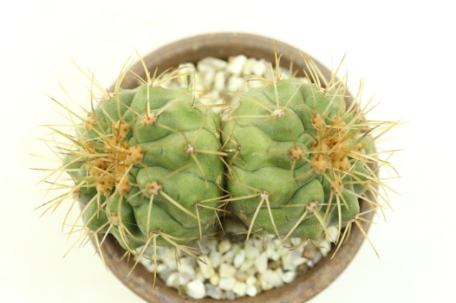 ハセルトニアナ(双頭type) 実生 A2990☆コピアポア 黒王丸近似種