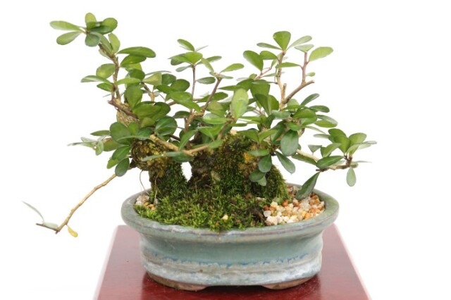 マッコウ A3443☆ハリツルマサキ 花物実物 小品盆栽☆「送料無料」浦部