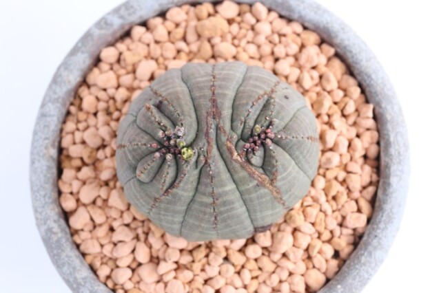 オベサモンスト（雌株）実生 A3615☆ユーフォルビア 多肉植物☆「送料