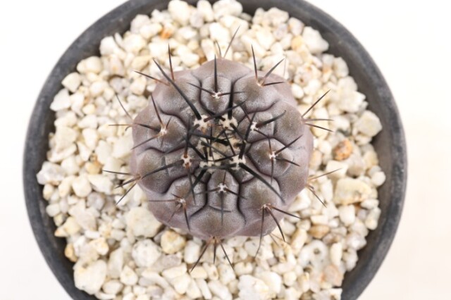 送料無料】黒王丸 シネレア コピアポア 実生 A3888｜サボテン｜浦部陽向園