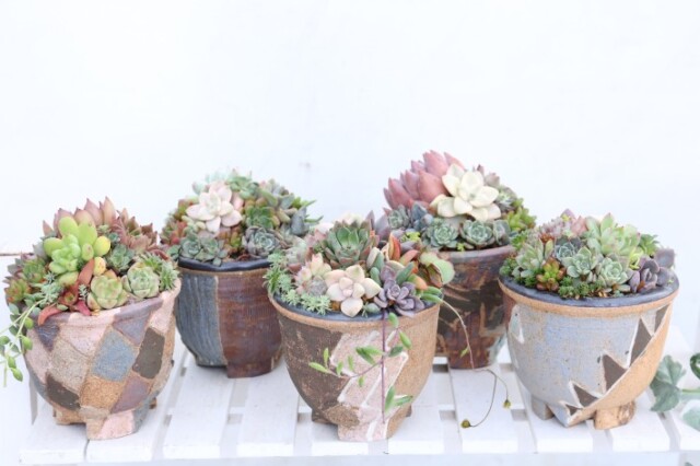 エケベリア・セダム寄せ植え ベンケイソウ 実生 A3810｜多肉植物｜浦部